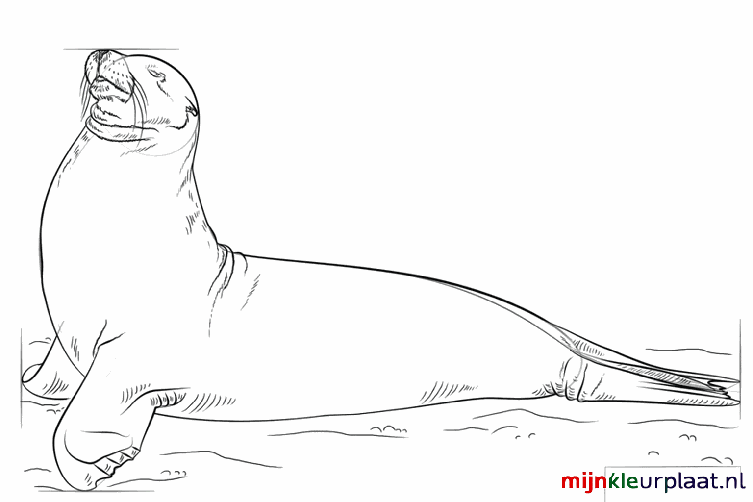 Le nez et la bouche de l'otarie sont dessinés.