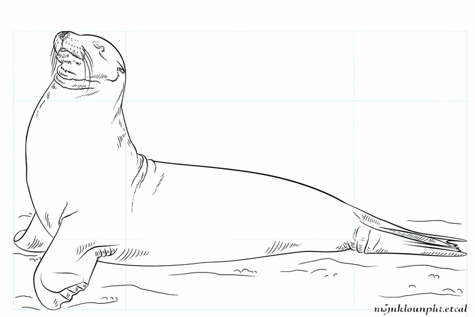 Drawing a cheerful sea lion yourself