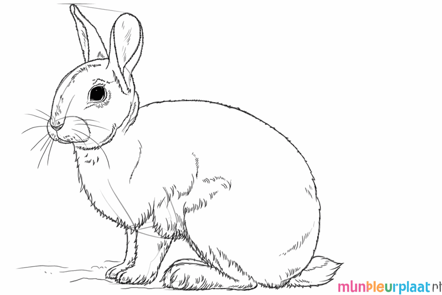 Le lapin reçoit plus de détails comme des moustaches et une ligne dans l'oreille.