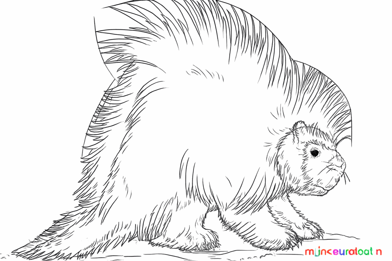 Le porc-épic a maintenant de nombreux piquants acérés sur tout son dos.