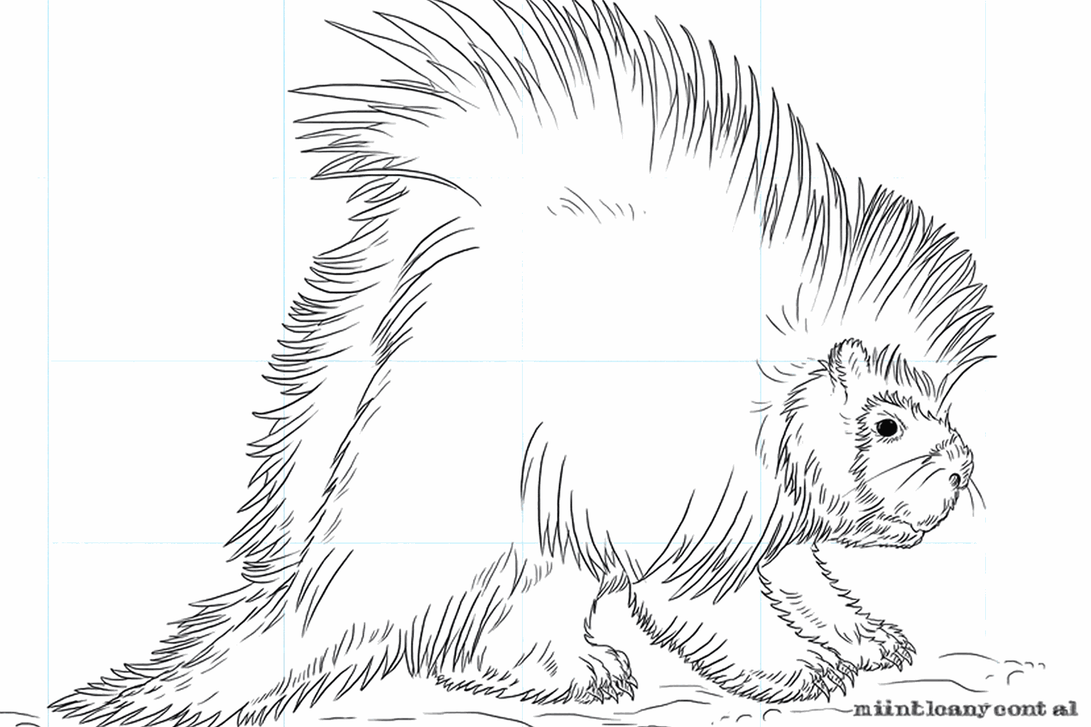 Drawing a cute porcupine