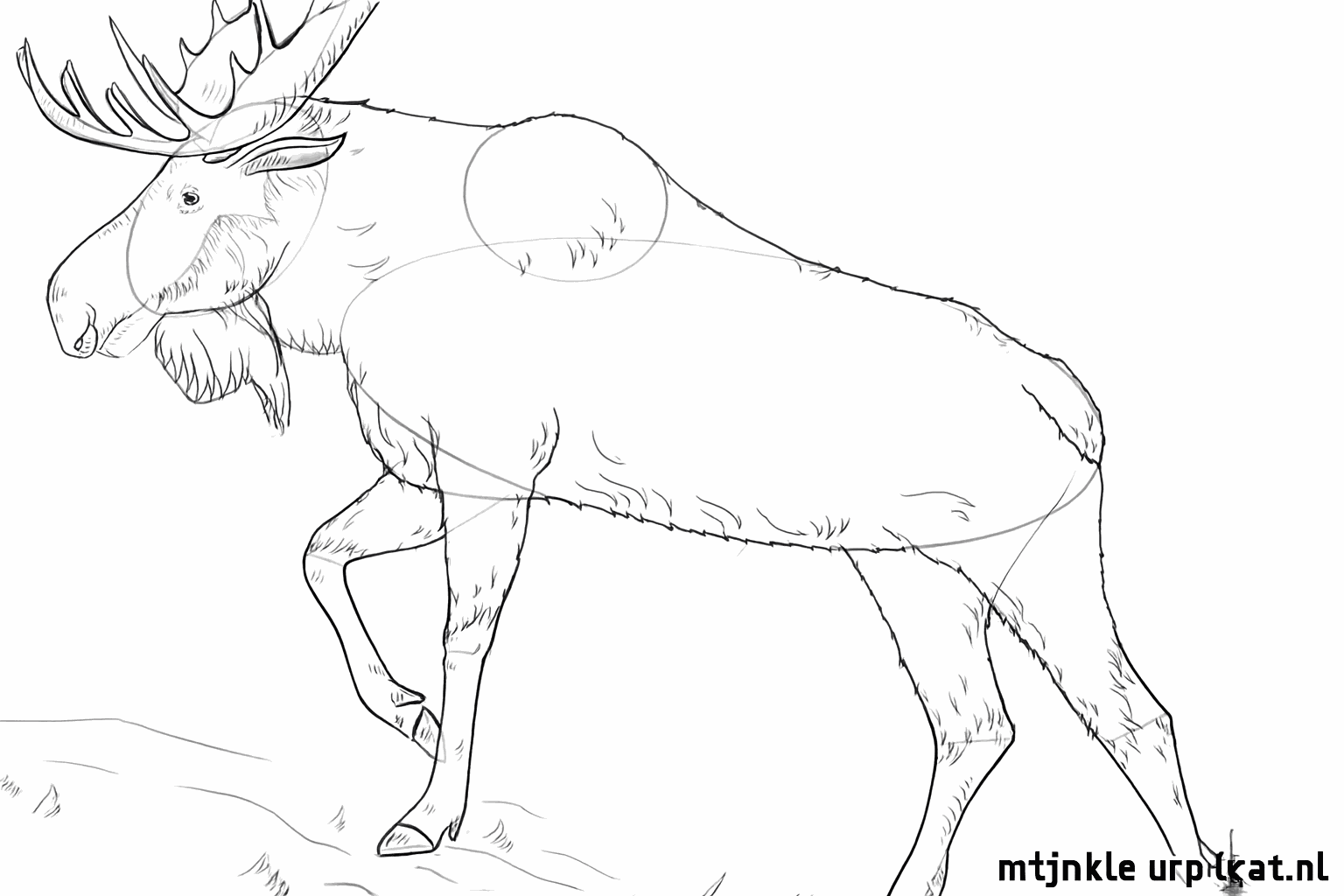 Arbeite die Details des Geweihs und die Muskeln des Elches aus.