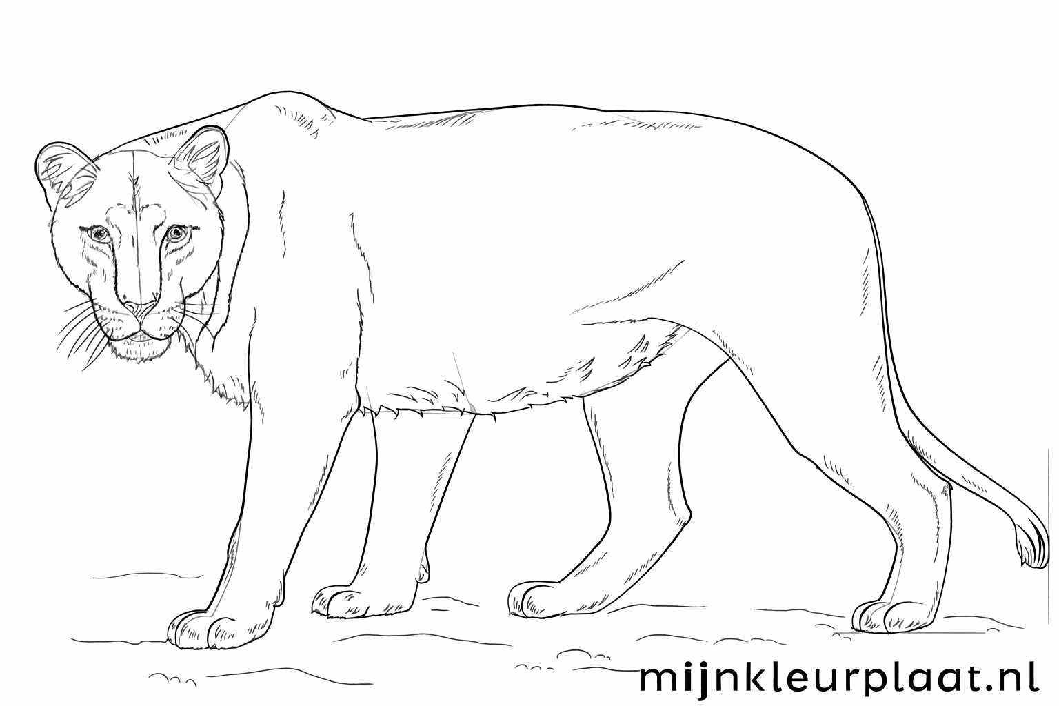 Affinage des lignes du corps et ajout de détails.