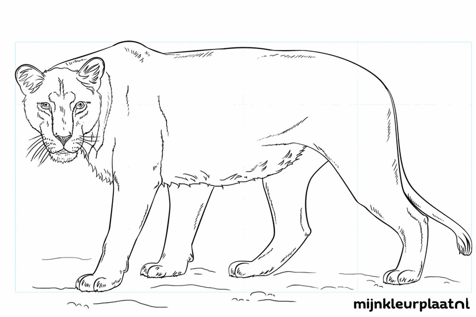 Drawing a lioness step-by-step