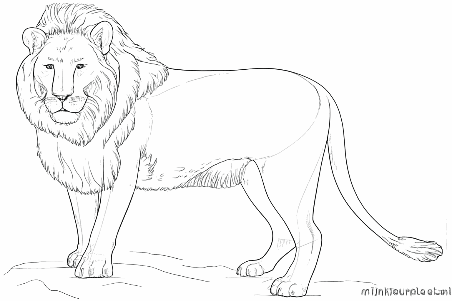 Crinière détaillée et queue à pompon pour le lion.