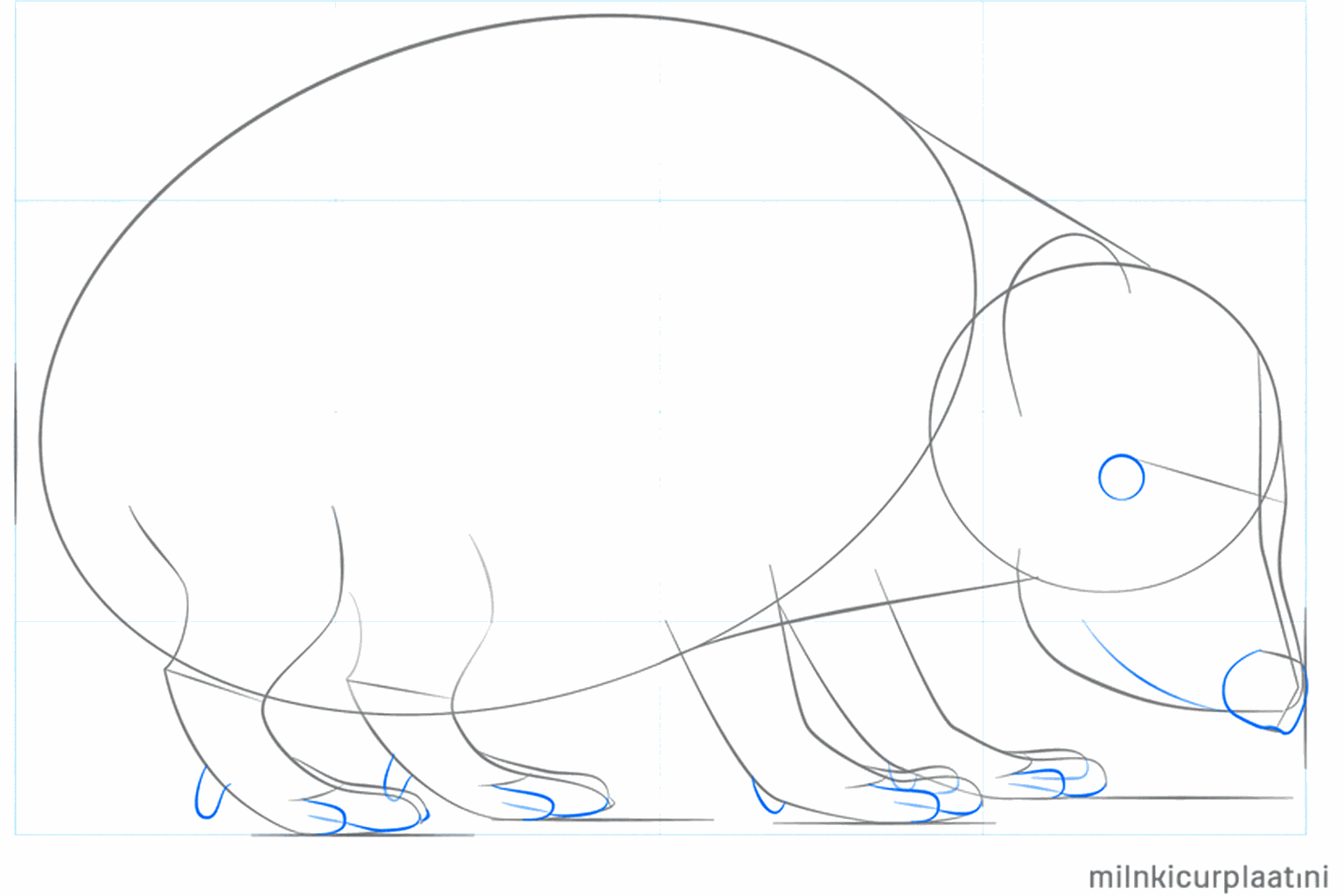 Croquis de quatre pattes courtes et d'un petit nez rond sur le museau.