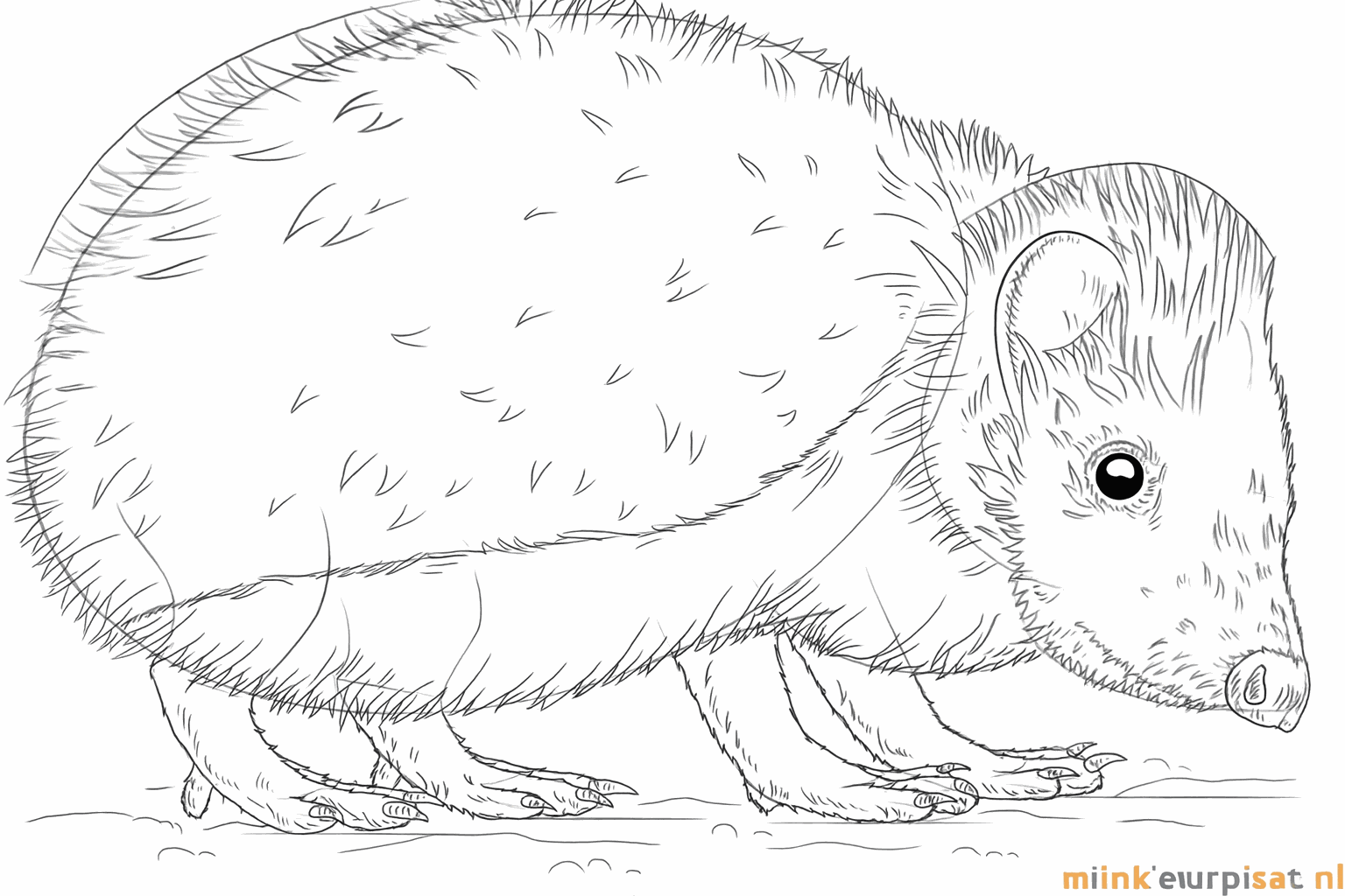 Un hérisson avec de nombreux petits piquants dessinés sur son dos.