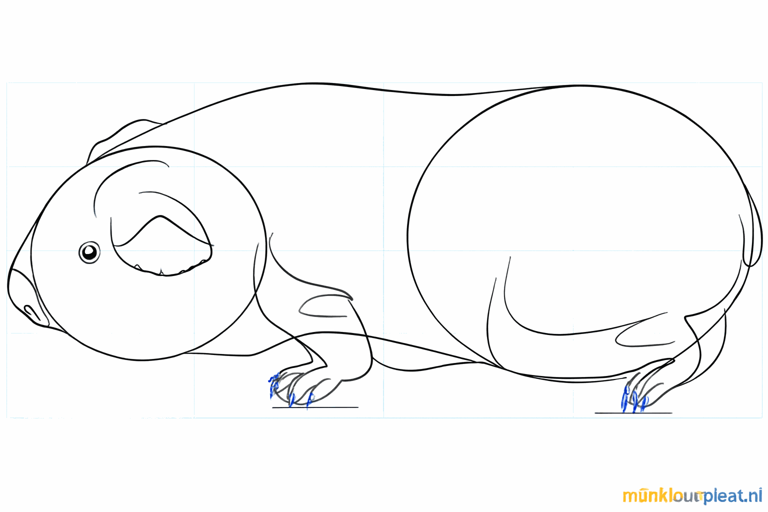 Dessin d'un œil de cochon d'Inde, d'un nez et de petits traits pour les orteils.