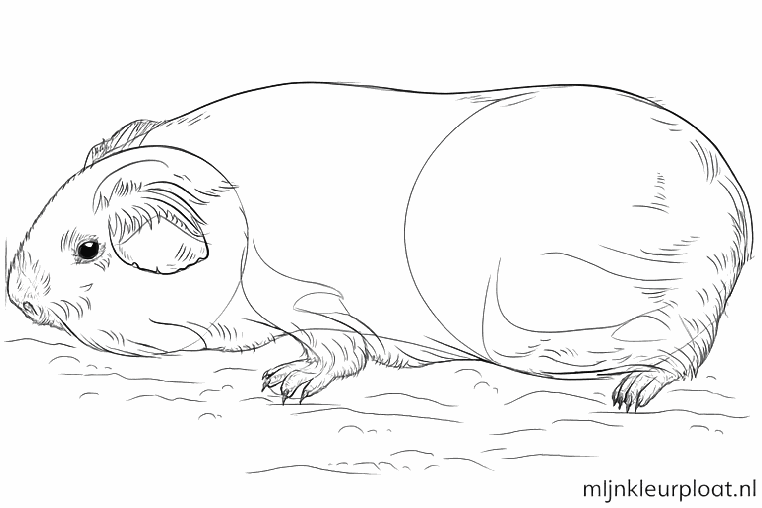 Dessin détaillé des ongles et des moustaches du cochon d'Inde.