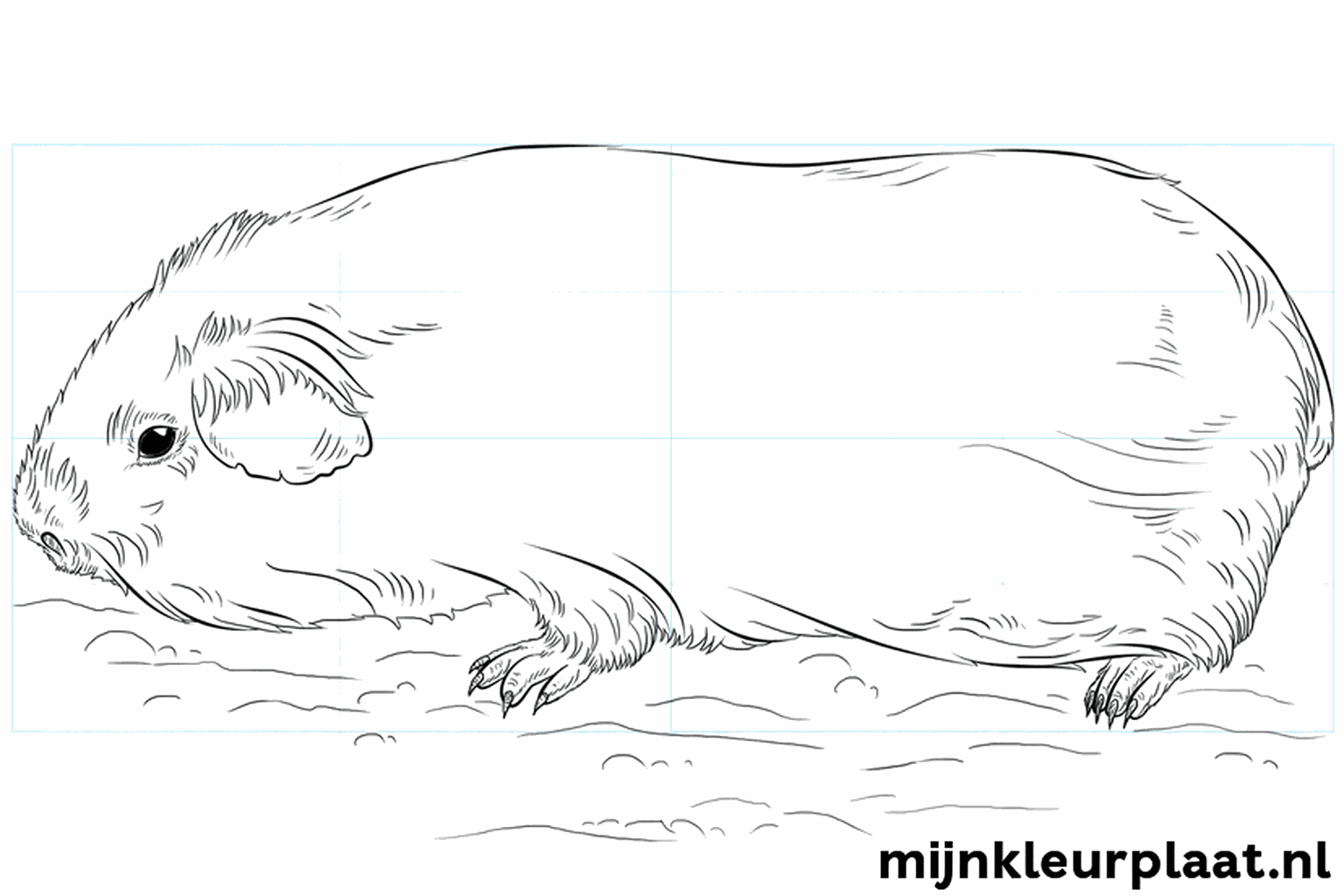 Drawing a cute guinea pig in 8 simple steps