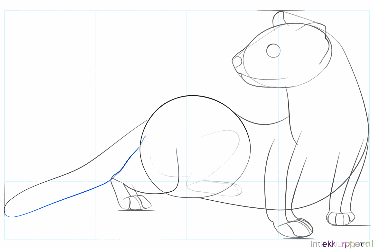 Drawing a black-footed ferret step 5: Adding the tail, nose, and eye.