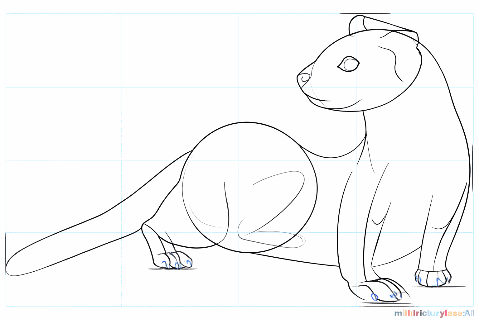 Drawing a black-footed ferret step 6: Details of the toes and face.