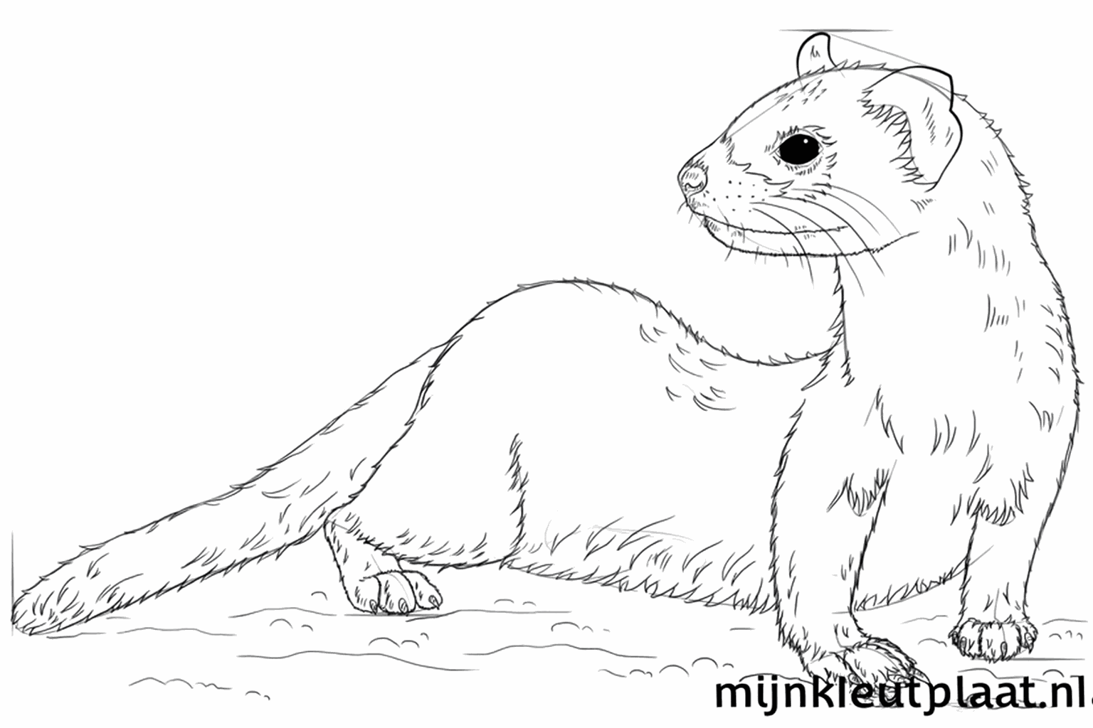 Drawing lesson step 7: Adding fur and claws to the ferret.