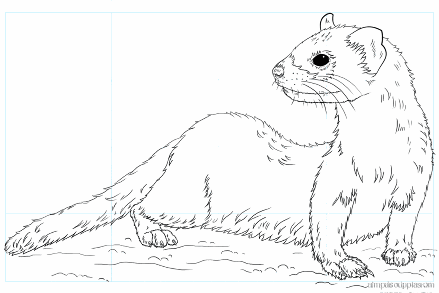 Drawing a black-footed ferret in 8 steps