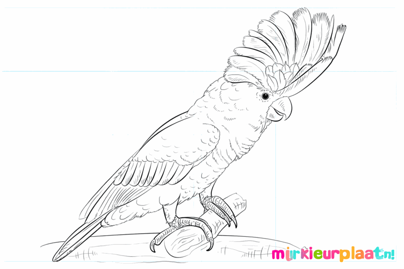 Drawing a cheerful white cockatoo
