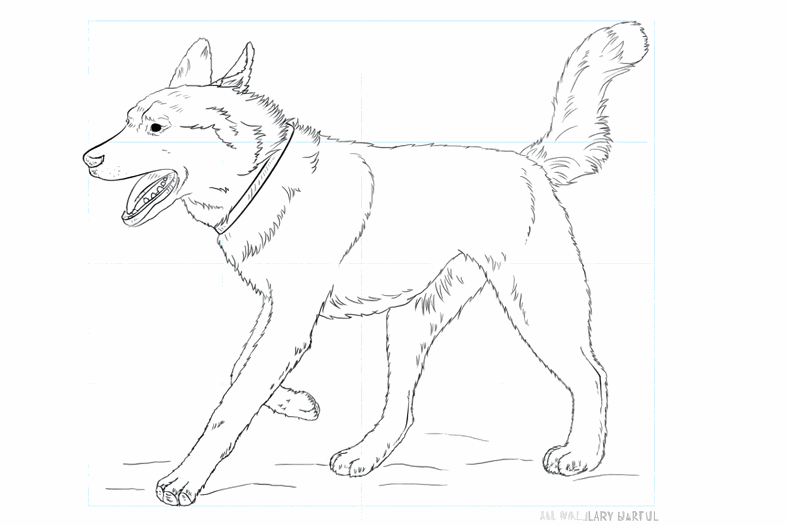 Drawing a Husky in 9 simple steps