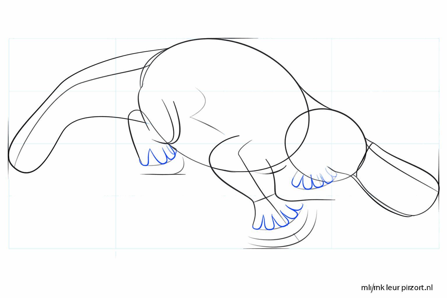 Une queue large et plate dessinée à l'extrémité du corps.