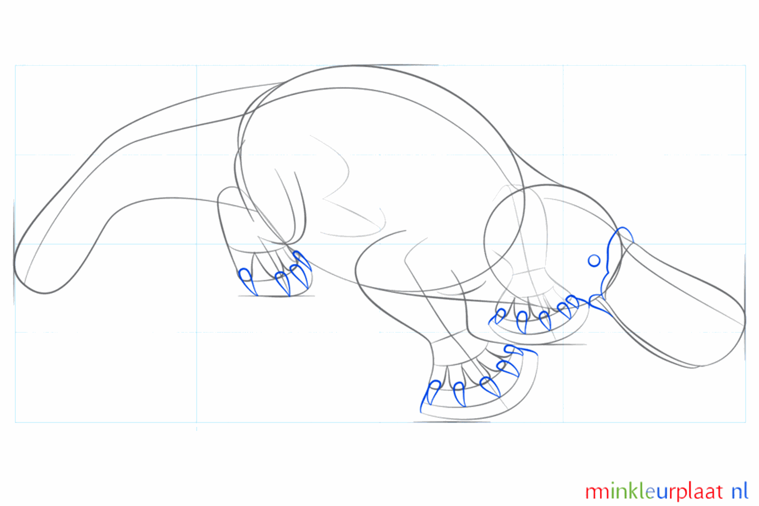 Détails des orteils et forme définitive du bec.