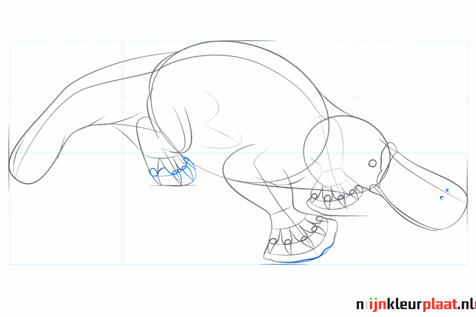 Gros plan de la tête avec un œil et des griffes sur les pattes palmées.