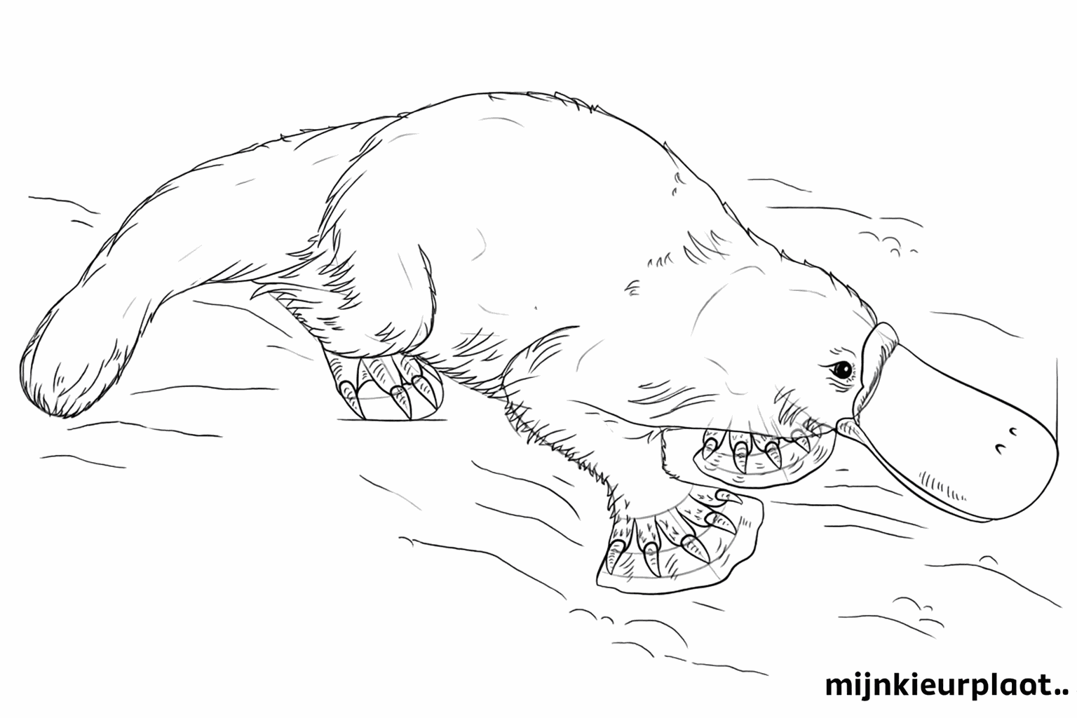 L'ornithorynque reçoit des détails comme la structure du pelage et des lignes nettes.