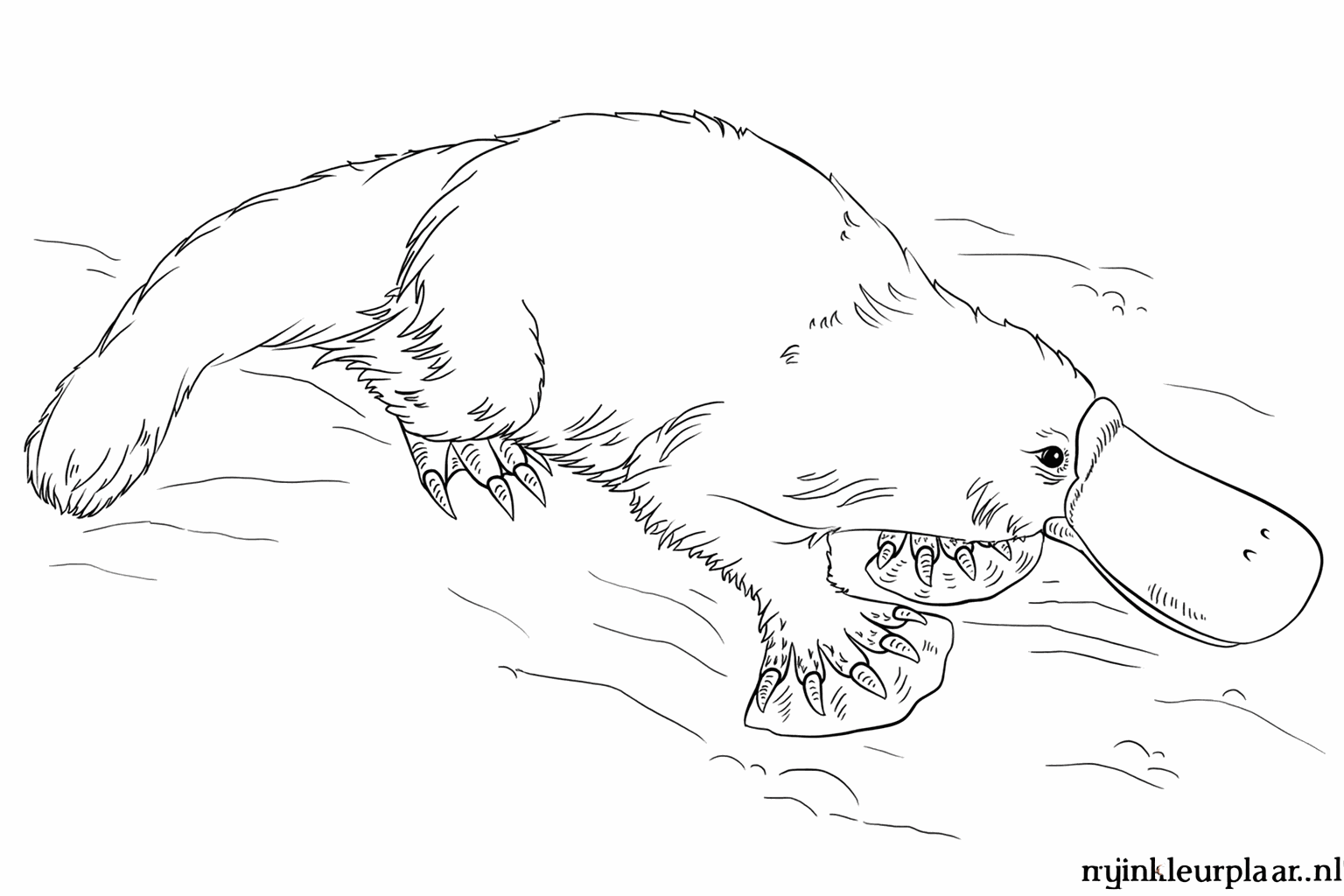 Drawing a funny platypus