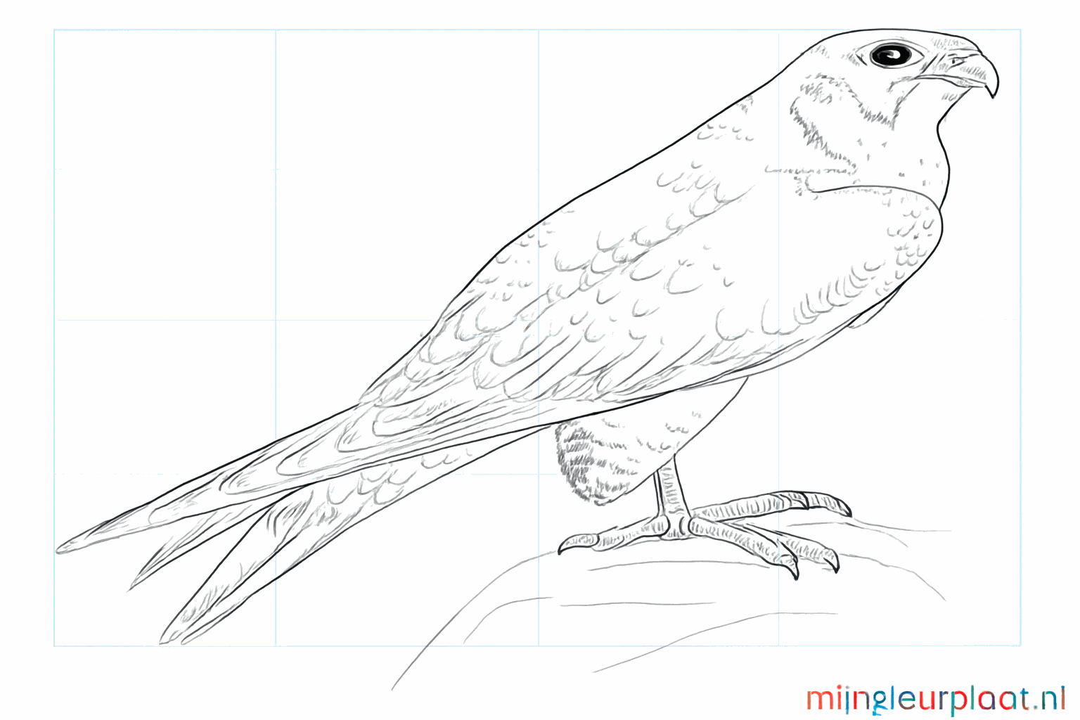 Drawing a Peregrine Falcon: Learn to draw the fastest bird in the world