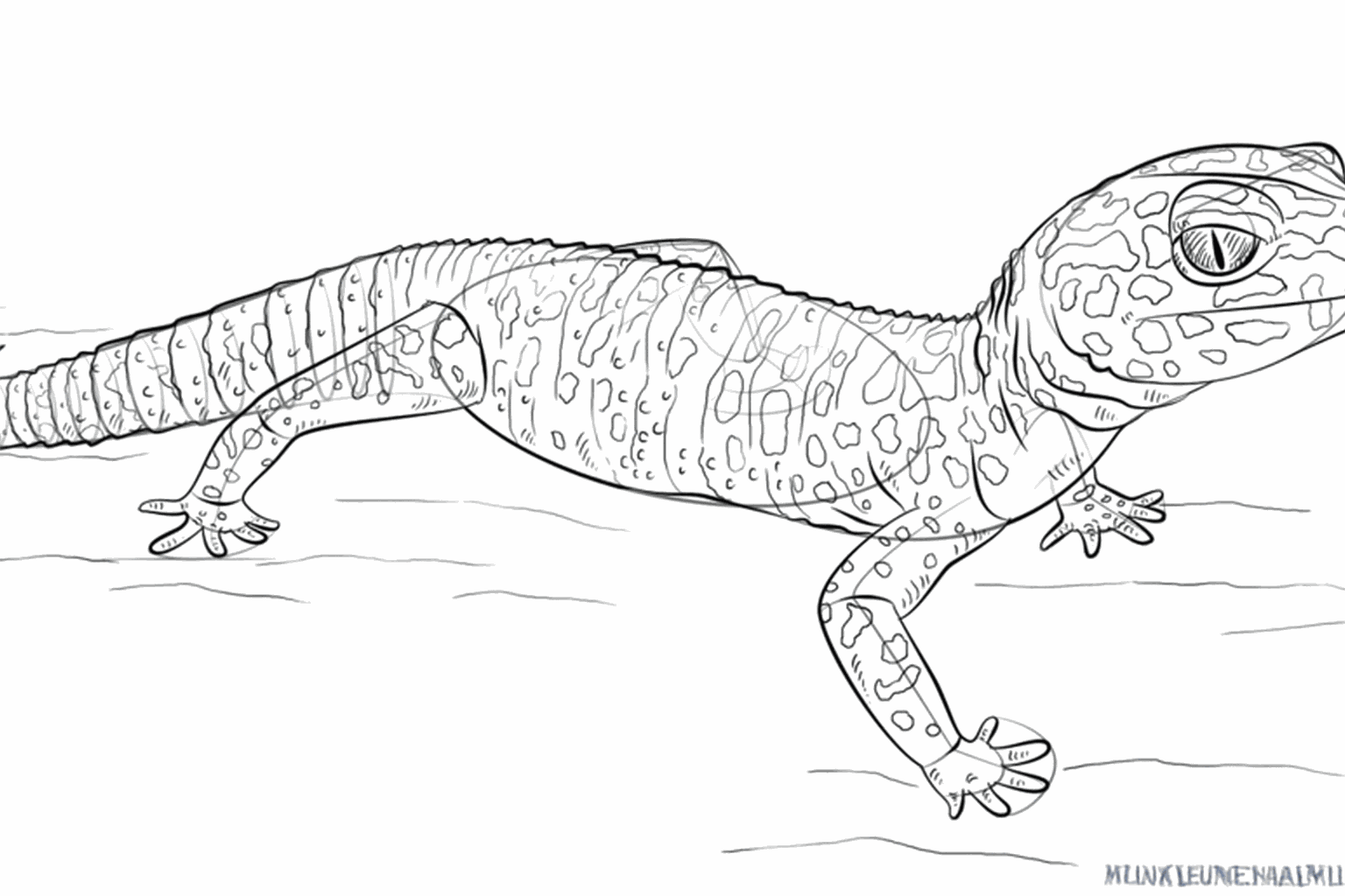 Le gecko reçoit ses taches de léopard caractéristiques sur son dos et sa queue.