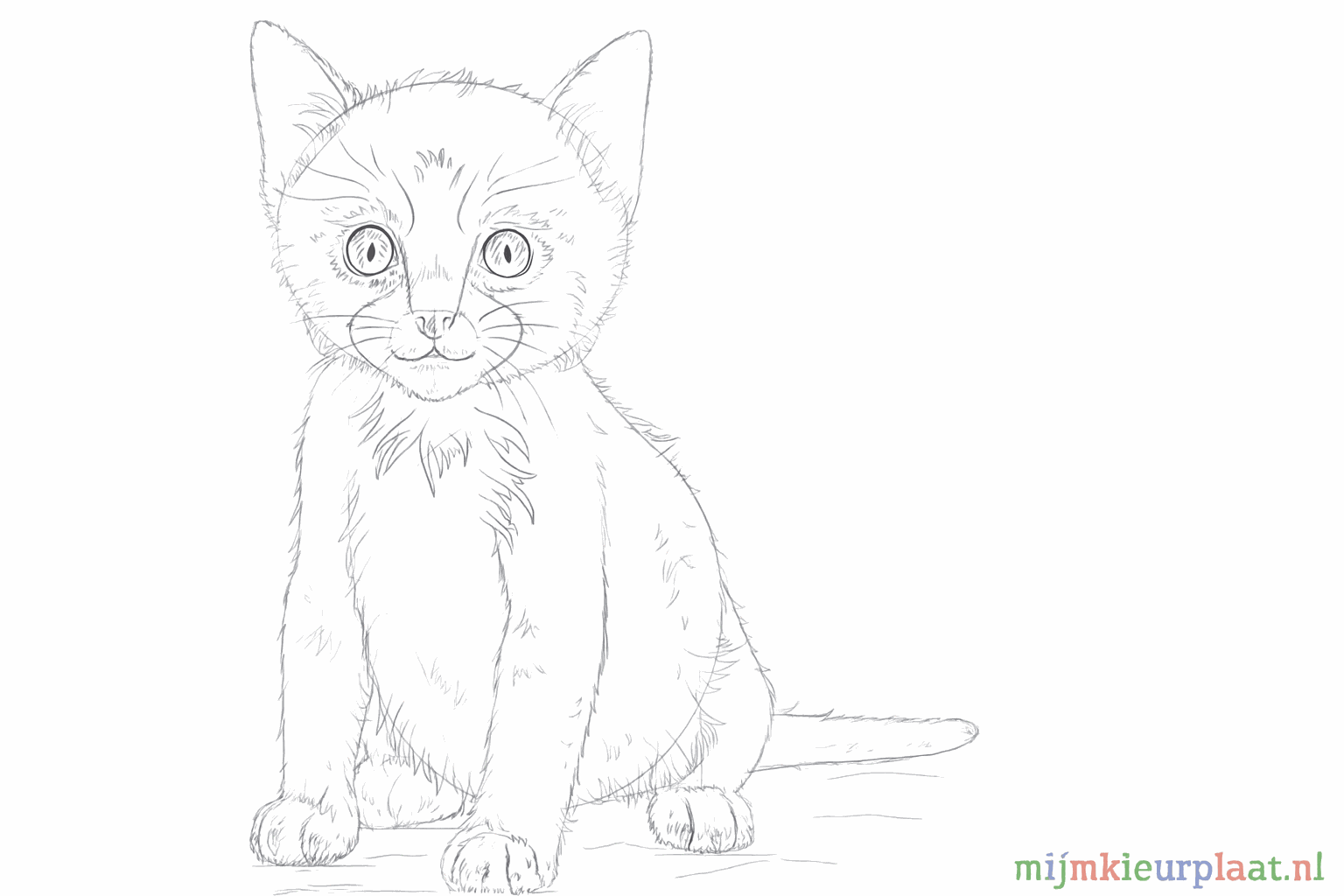 Longues moustaches sur le côté du museau et petits détails de pelage.