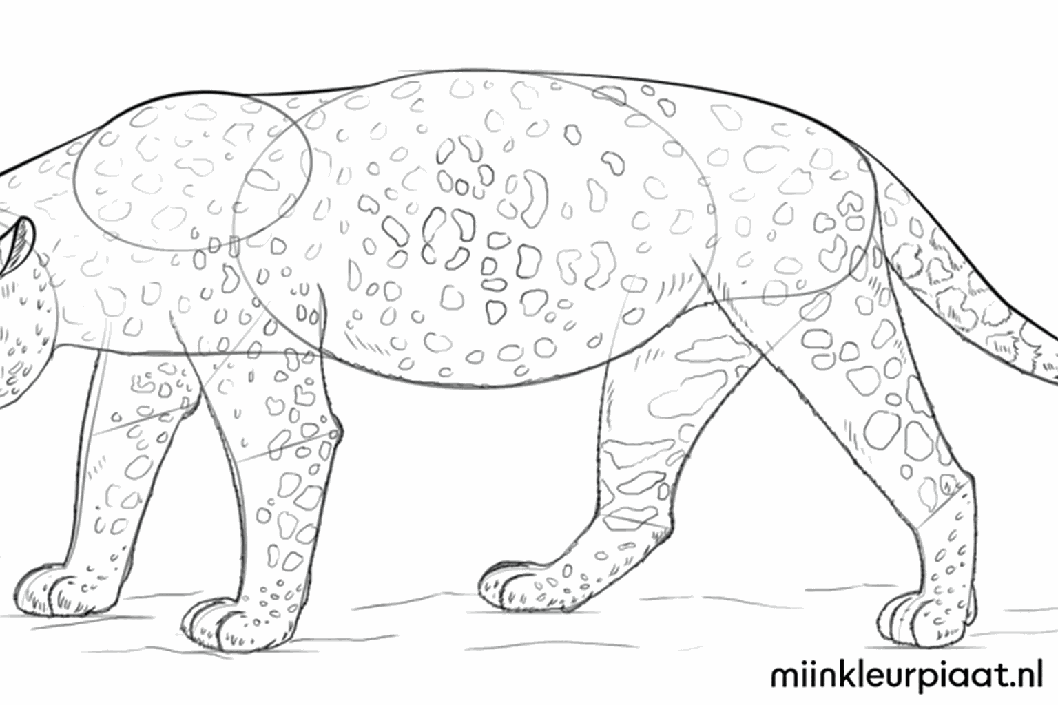 Adding spots and details to the jaguar's fur.
