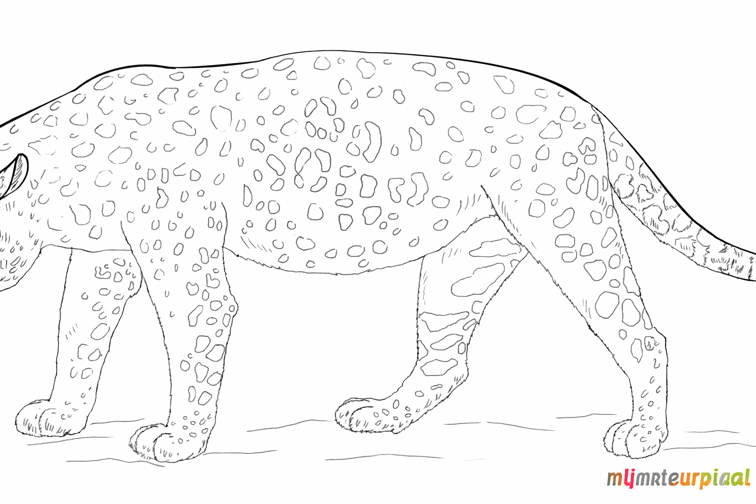 Finishing the jaguar drawing by clarifying lines and erasing guide lines.