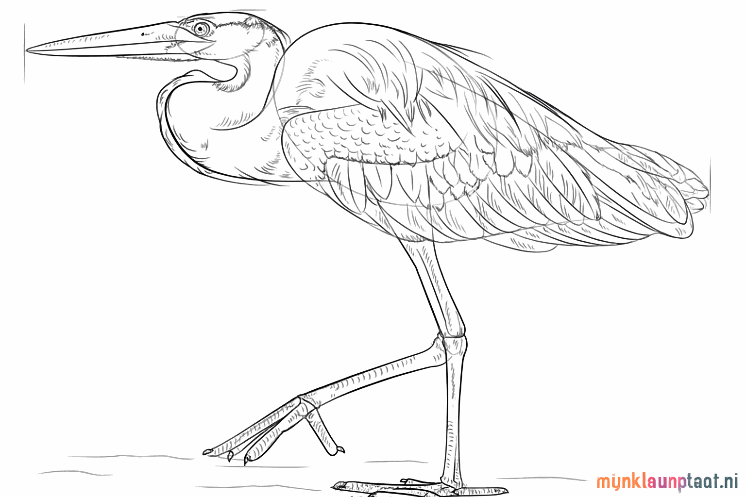 Small lines that look like feathers on the neck and wing.