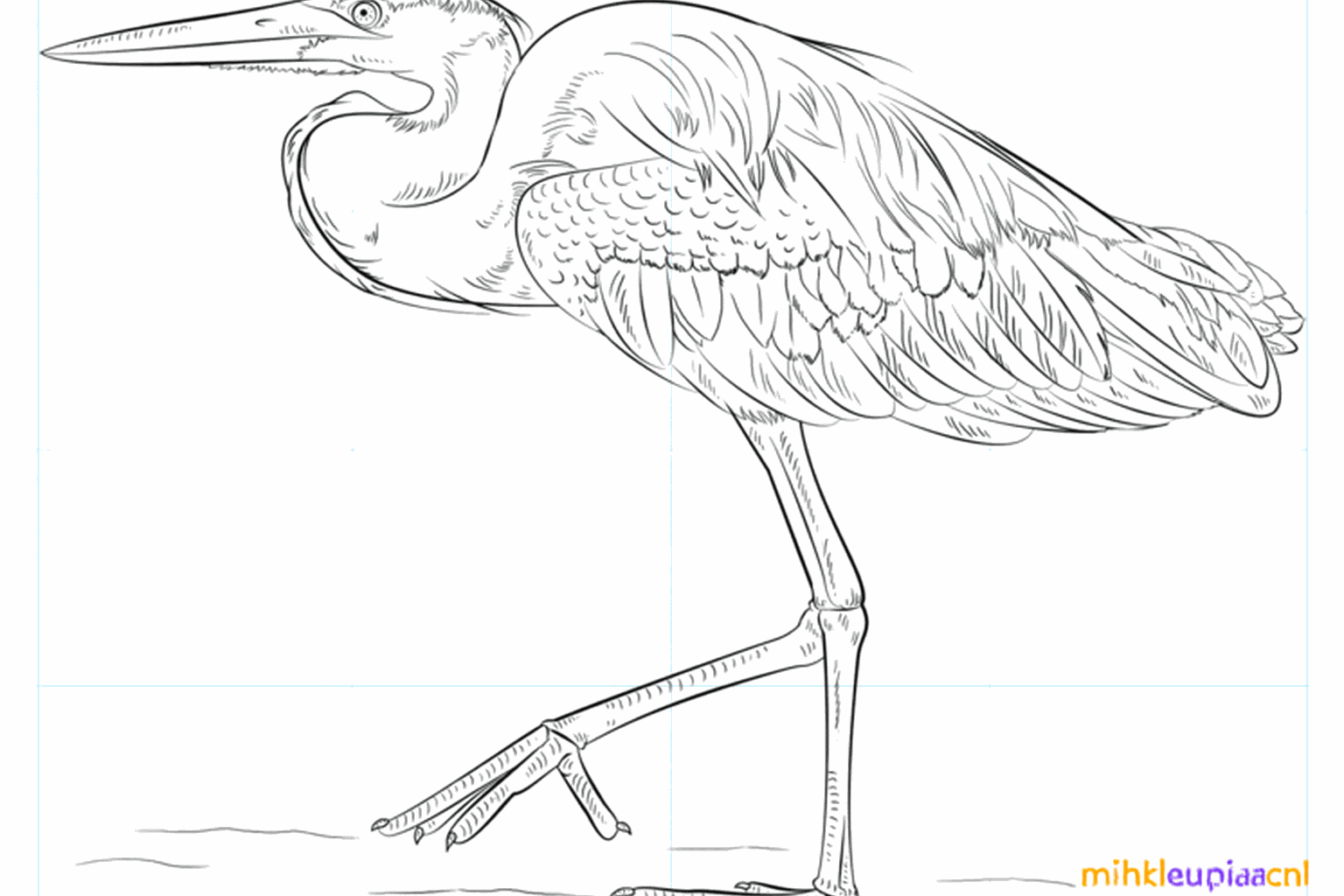 Drawing a stately grey heron in 9 steps