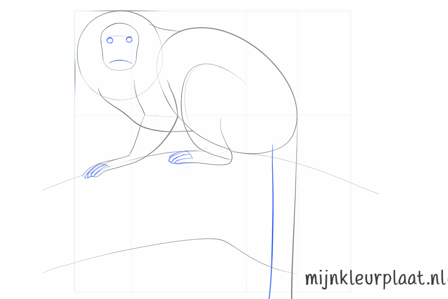 Formes des mains, des pieds et d'une queue plus épaisse.