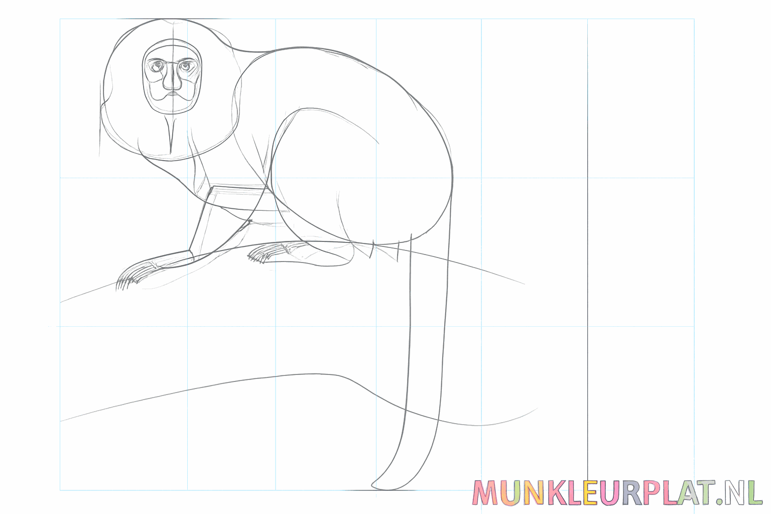 Lignes montrant la crinière poilue autour de la tête du singe.