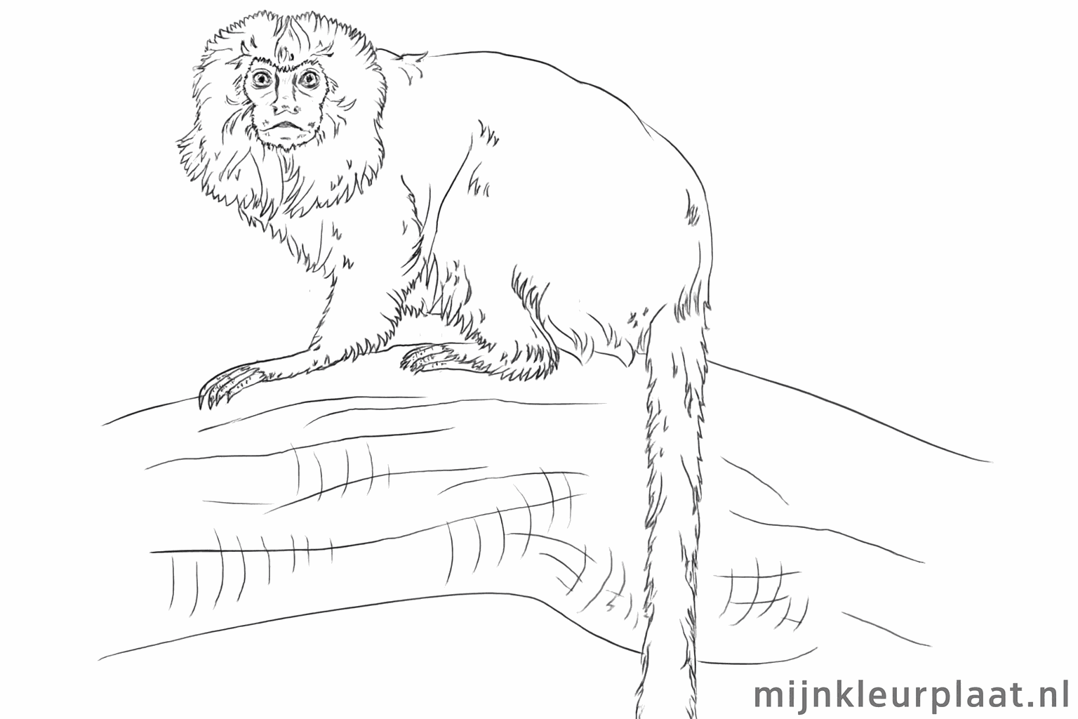 Drawing a Golden Lion Tamarin