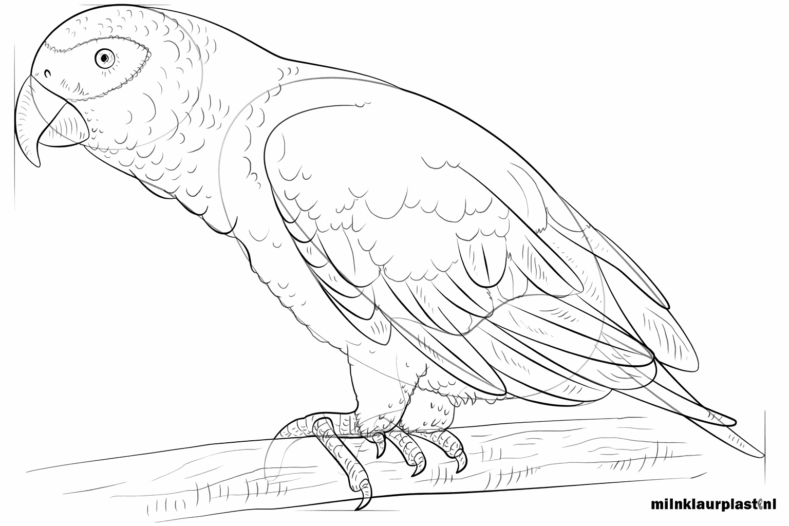 Details of feathers on the wing and the tail of the bird.