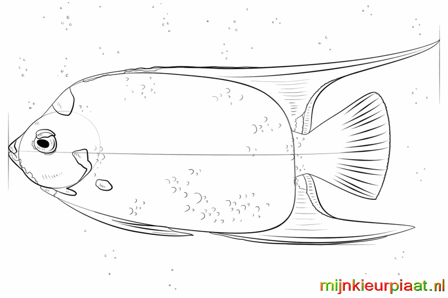 Step 7: Add details and stripes to the fins and the body.