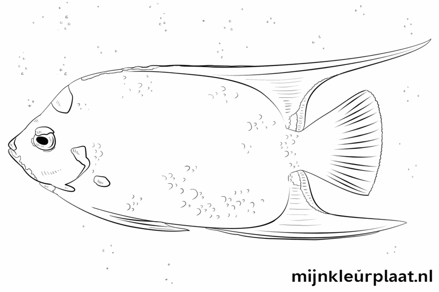 Drawing a beautiful Angelfish