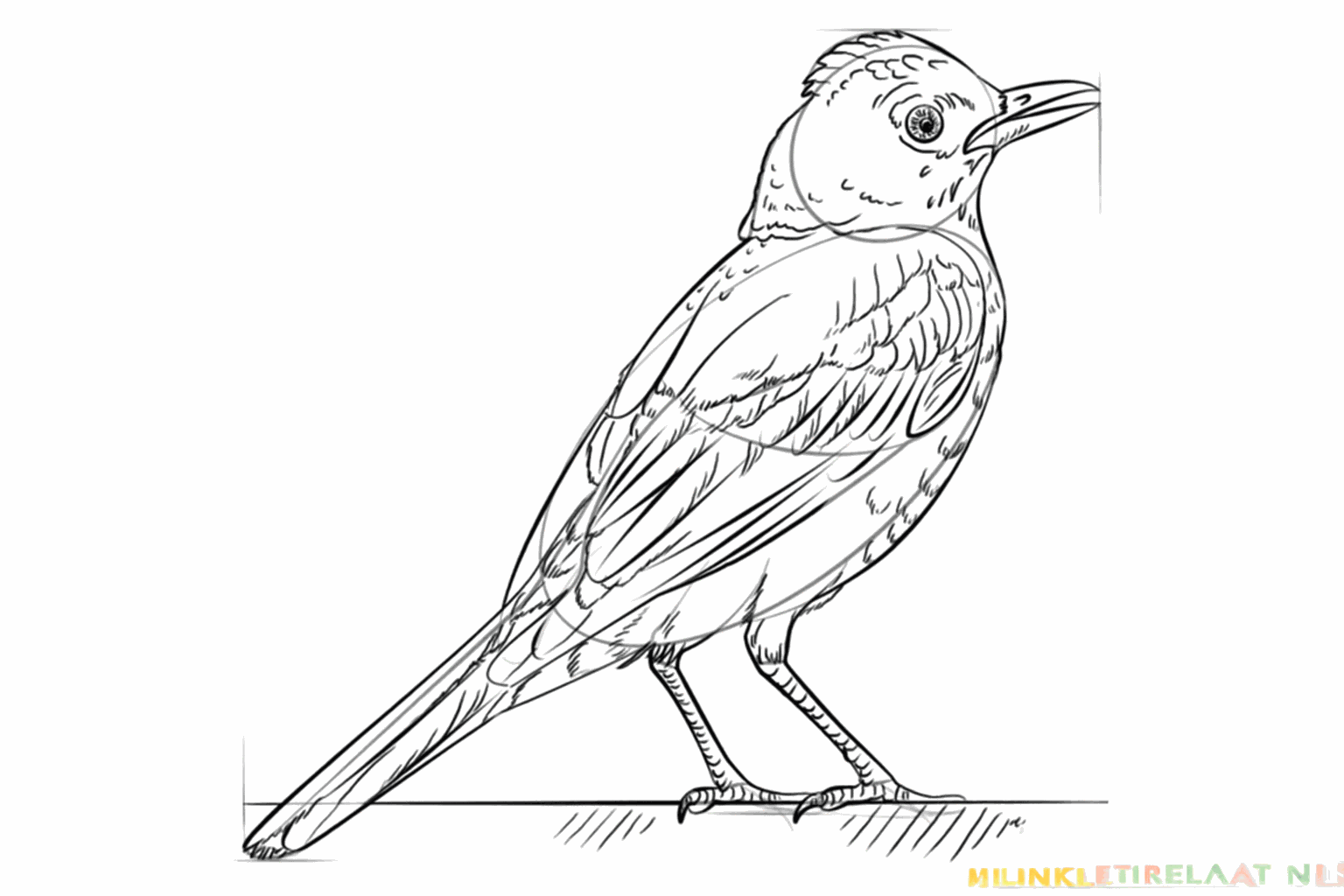 A line on the bird's breast indicating the section for the red feathers.