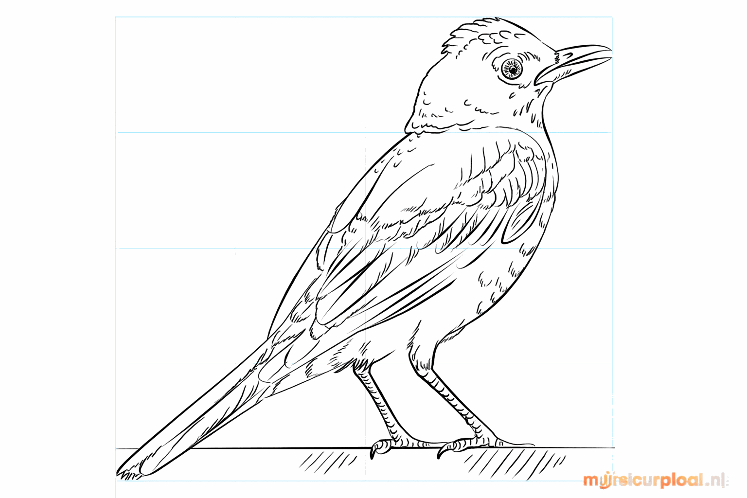 Drawing a cheerful robin in 8 steps
