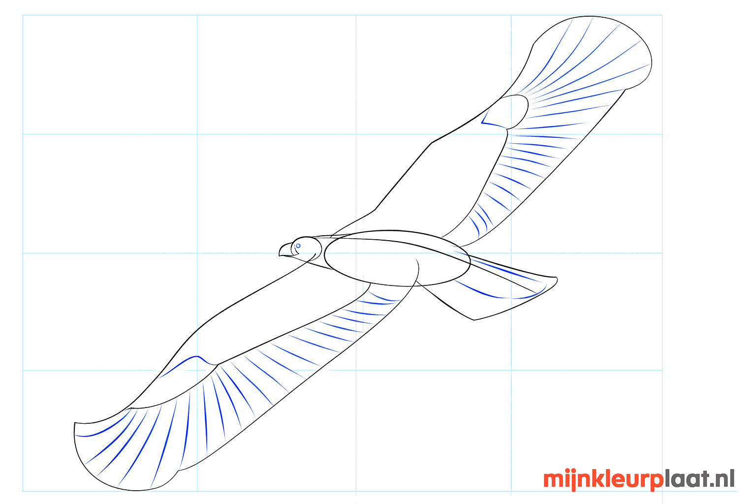 Details of the inside of the wings and the curved beak.