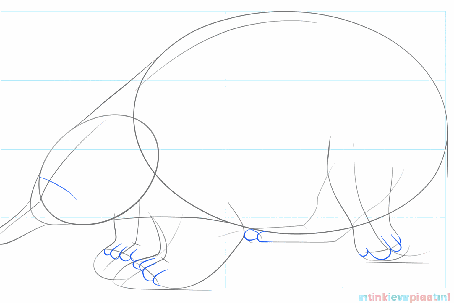 Dessiner de petits orteils sur les pattes de l'échidné.