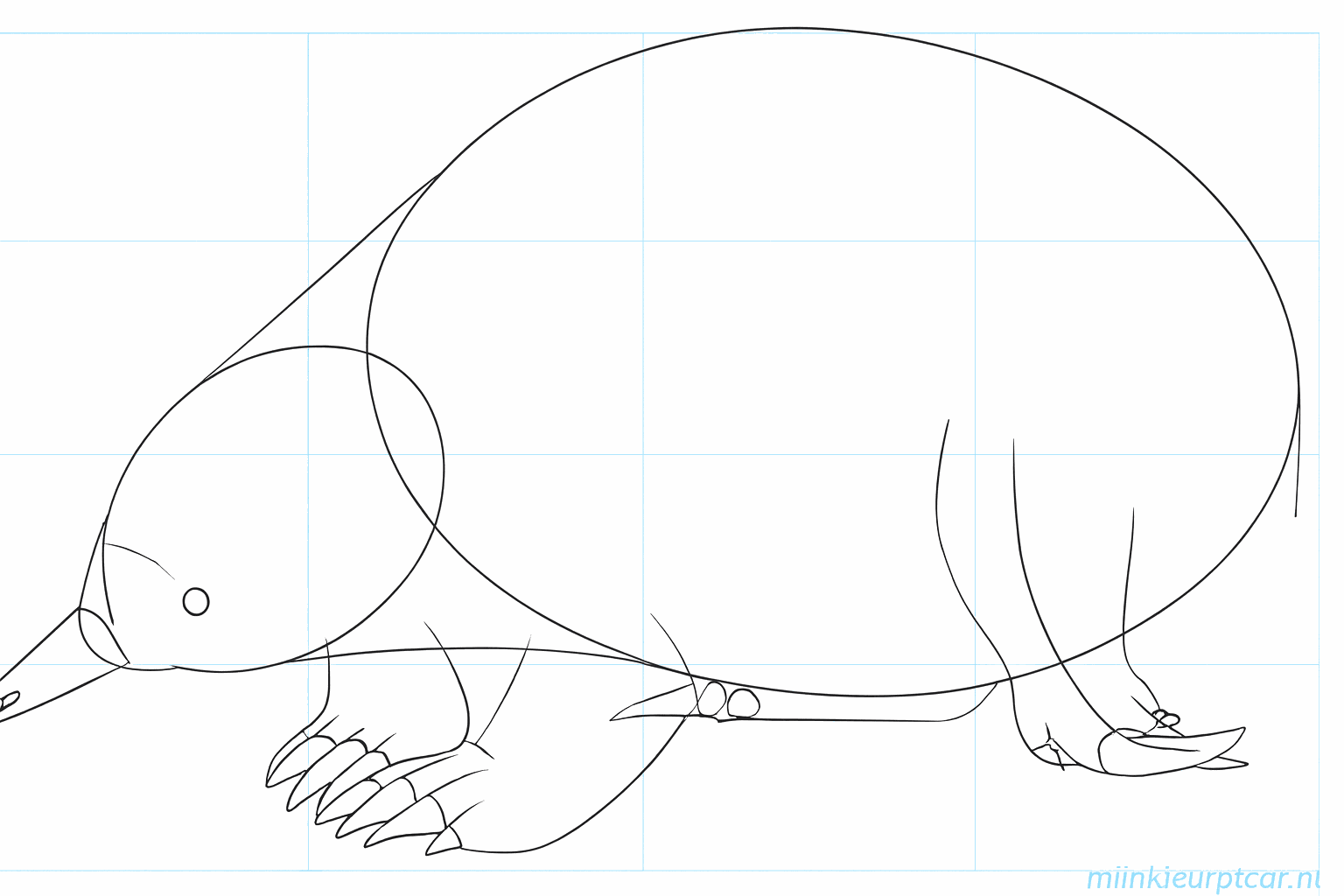 Dessiner un œil et un nez rond sur la tête de l'échidné.