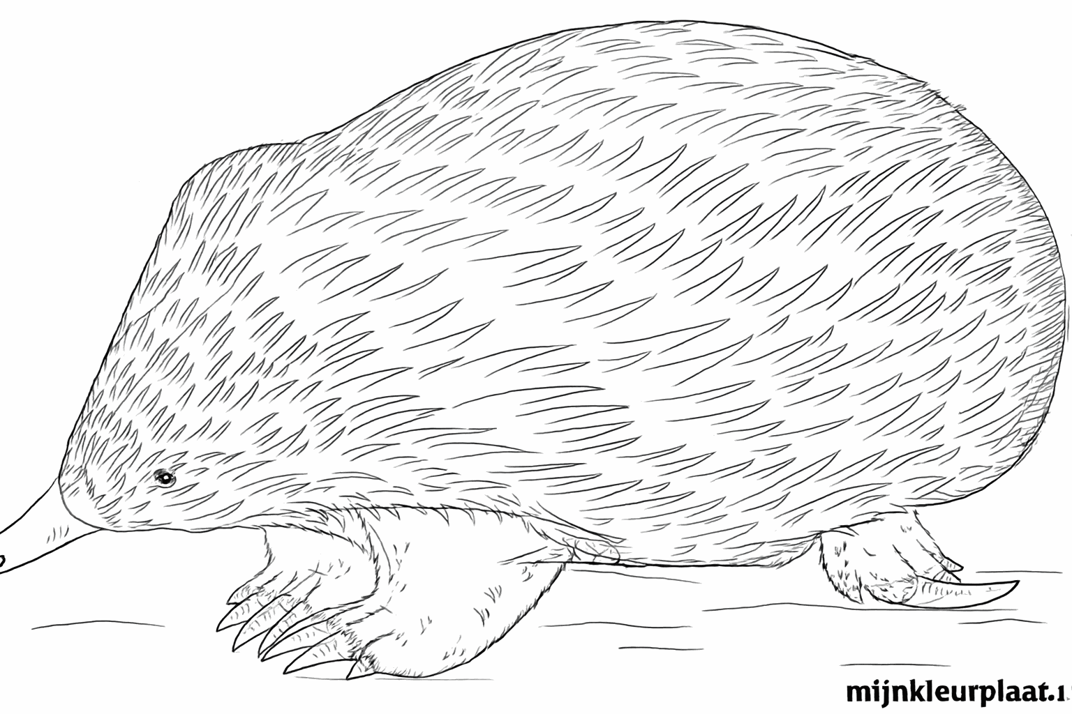 Dessiner des piquants acérés sur le dos de l'échidné.