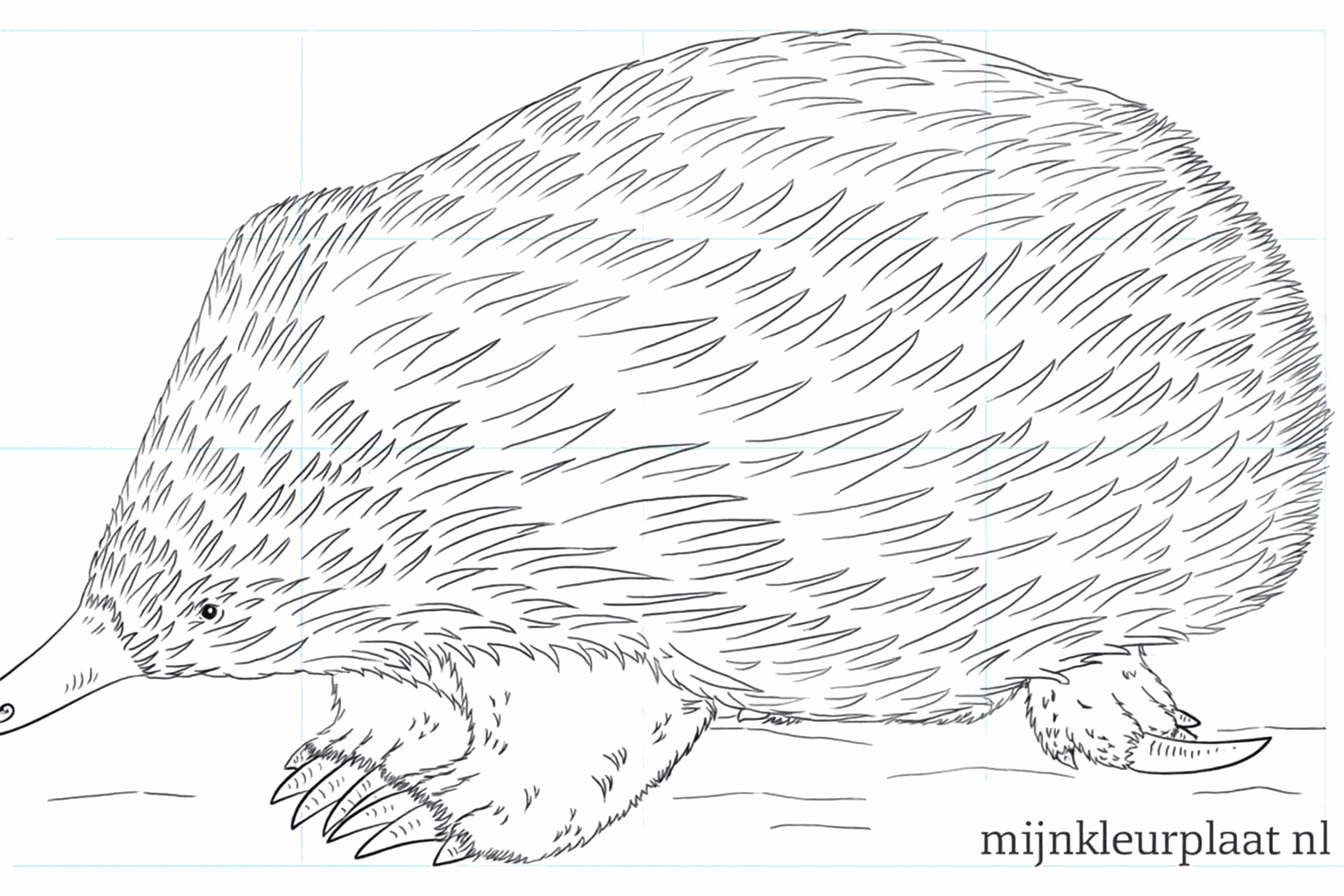 Drawing an echidna: step-by-step for children
