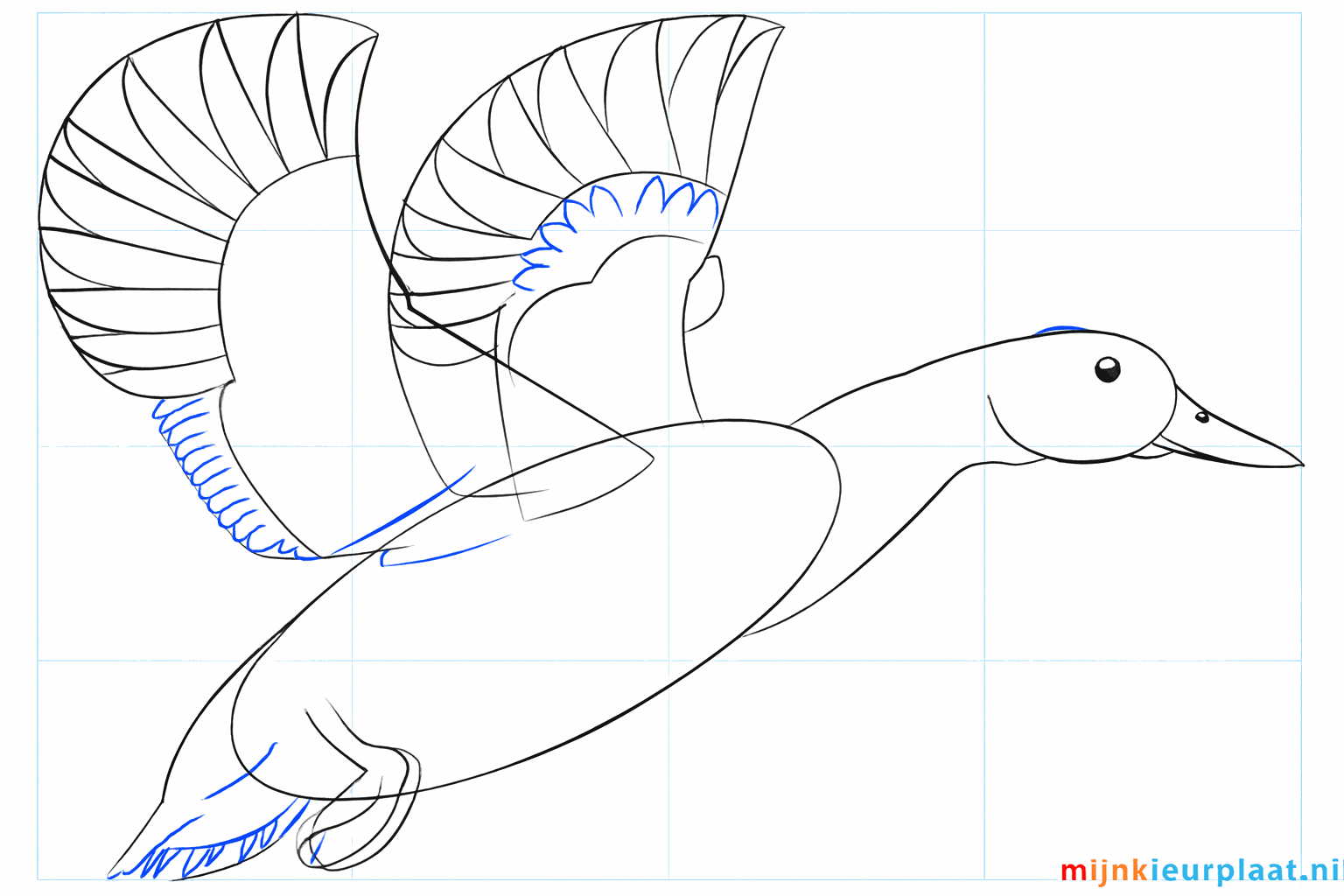Beak with details and the first tail feathers of the mallard.