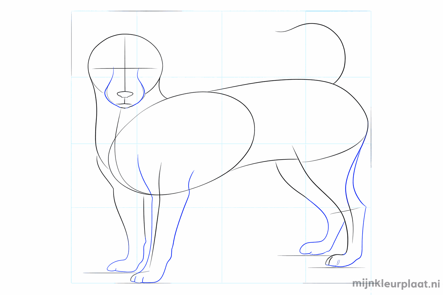 Croquis des pattes et des joues rondes du chien.