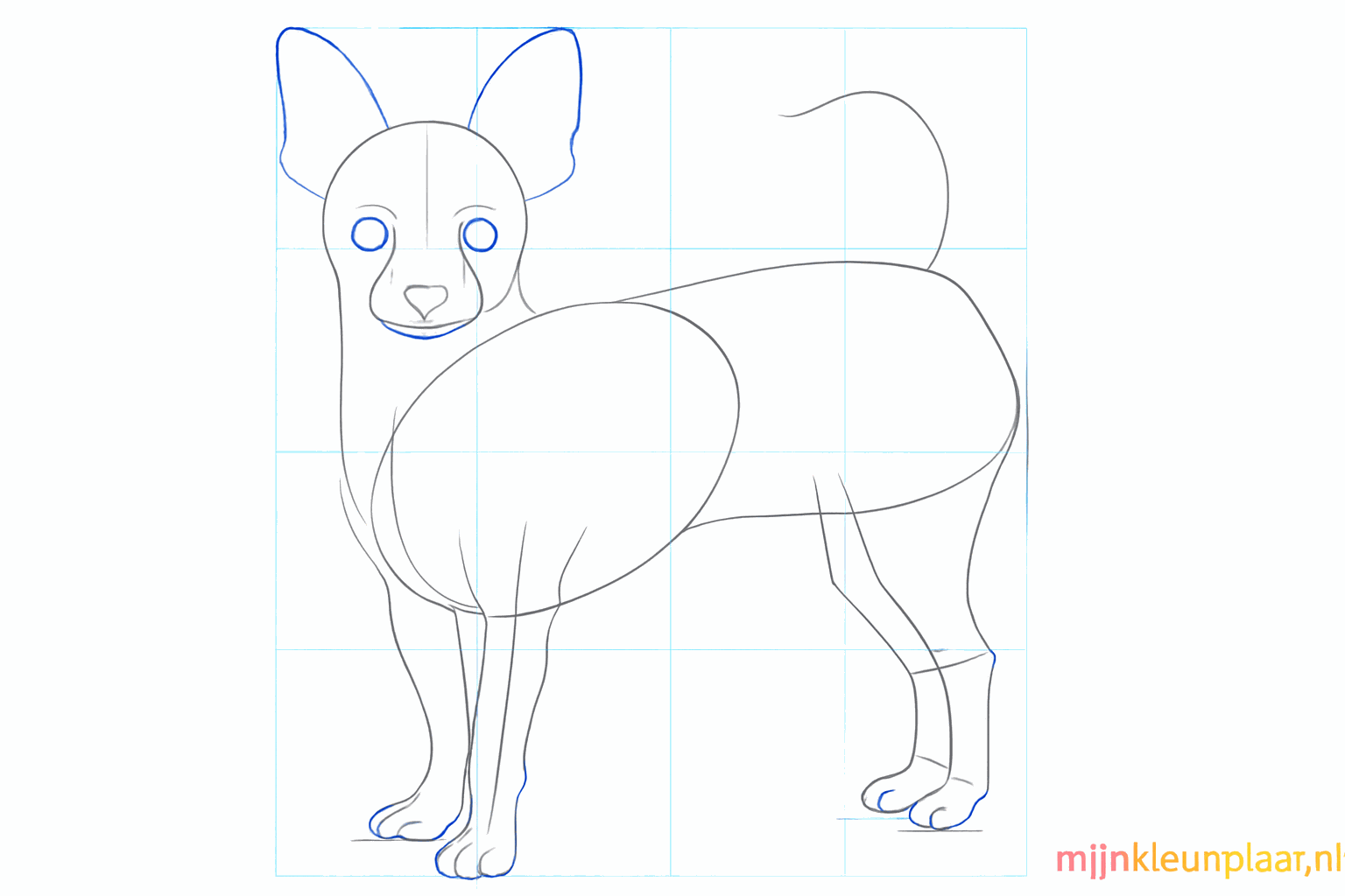 Un chihuahua avec de grandes oreilles pointues et des yeux ronds.