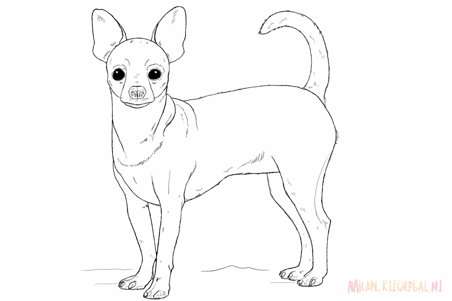 Le chihuahua complet avec des détails dans les oreilles et des yeux brillants.