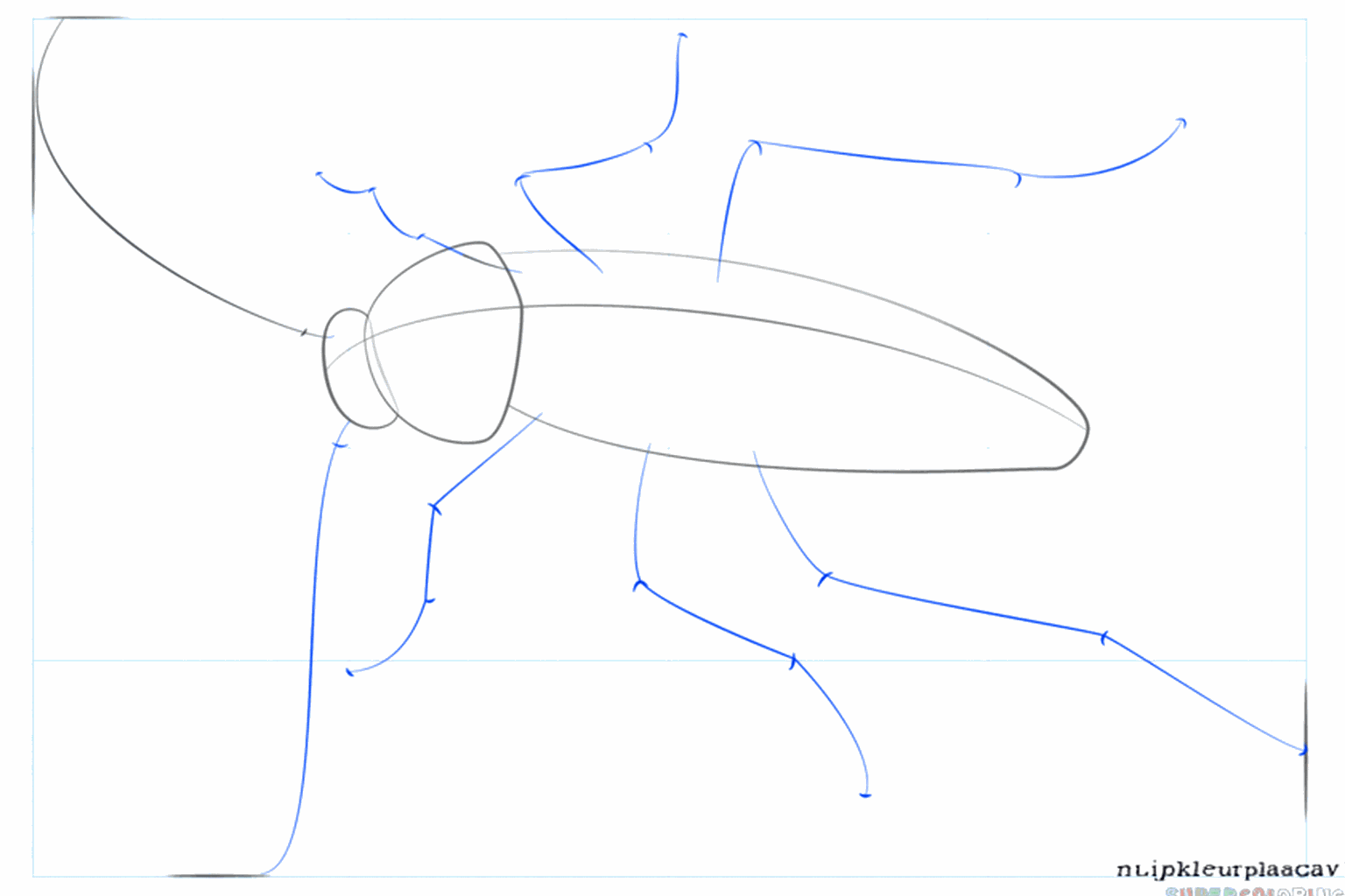 Lignes claires de la tête et de la carapace du cafard.